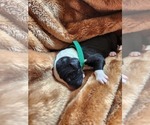 Small #5 Sheepadoodle