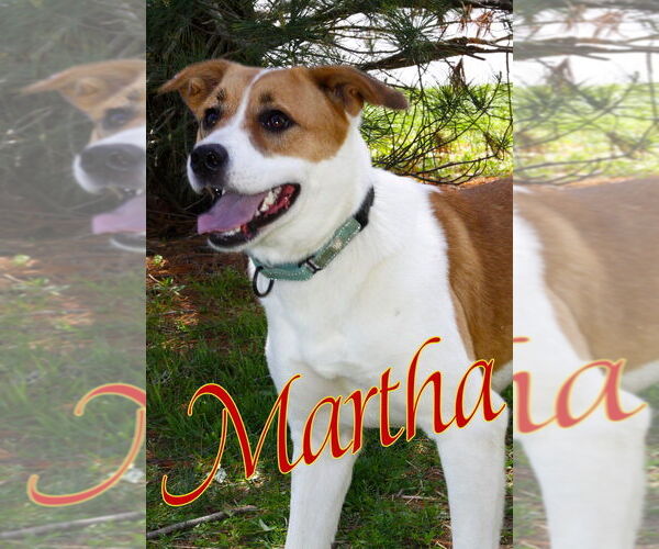 Medium Photo #13 American Pit Bull Terrier-Unknown Mix Puppy For Sale in Evansville, IN, USA