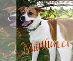 Small #12 American Pit Bull Terrier Mix