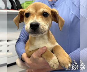Labrador Retriever-Unknown Mix Dogs for adoption in Washington, DC, USA