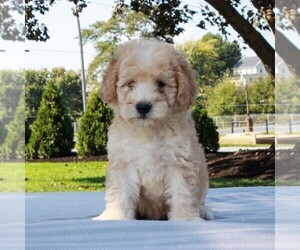 Mini Whoodle (Wheaten Terrier/Miniature Poodle) Puppy for sale in GAP, PA, USA