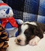 Small Photo #4 Australian Shepherd Puppy For Sale in CANTON, OH, USA