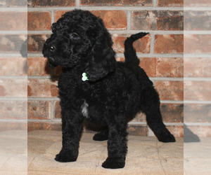 Goldendoodle Puppy for Sale in WICHITA FALLS, Texas USA