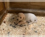 Small Photo #6 Labrador Retriever Puppy For Sale in WOODBRIDGE, CT, USA