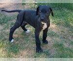 Small Mastiff Mix