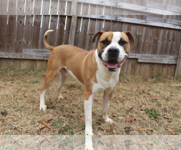 Medium Photo #3 Boxer-Mastiff Mix Puppy For Sale in Jackson, MS, USA