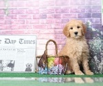 Small Photo #3 Goldendoodle Puppy For Sale in BEL AIR, MD, USA
