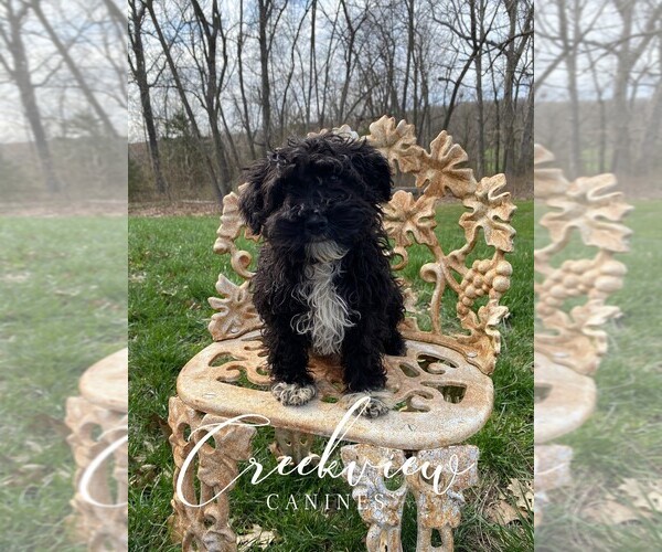 Medium Photo #4 Schnoodle (Miniature) Puppy For Sale in NIANGUA, MO, USA
