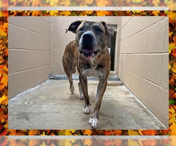 Medium Photo #1 American Pit Bull Terrier Puppy For Sale in Ojai, CA, USA