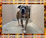Small American Pit Bull Terrier