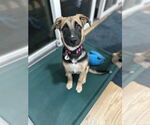 Small #1 German Shepherd Dog Mix