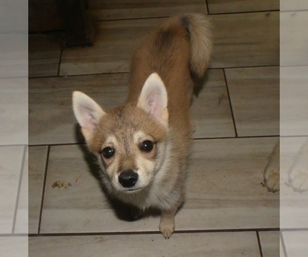 Medium Photo #5 Alaskan Klee Kai-Shiba Inu Mix Puppy For Sale in BANDON, OR, USA