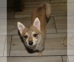 Small #4 Alaskan Klee Kai-Shiba Inu Mix