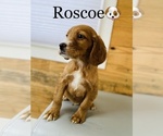 Small Photo #11 English Setter-Irish Setter Mix Puppy For Sale in COOKEVILLE, TN, USA