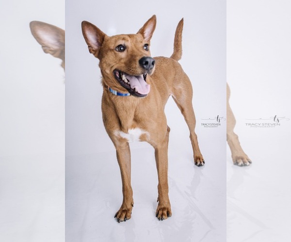 Medium Photo #13 American Pit Bull Terrier-Siberian Husky Mix Puppy For Sale in The Woodlands, TX, USA