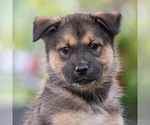 Siberian Husky-Unknown Mix Dogs for adoption in San Diego, CA, USA