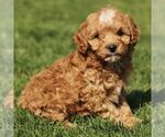 Small #3 Cavapoo (Miniature)