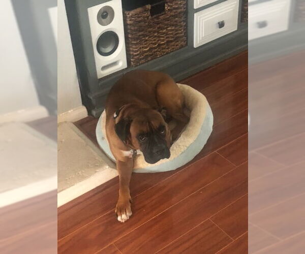 Medium Photo #2 Boxer Puppy For Sale in  Katy, TX, USA