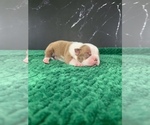 Small Photo #50 Boston Terrier Puppy For Sale in TULARE, CA, USA