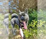 Small #1 Siberian Husky