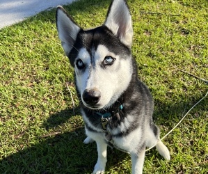 Siberian Husky Puppy for sale in CRESTVIEW, FL, USA