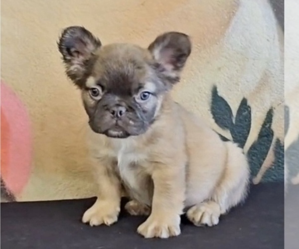 Medium Photo #2 French Bulldog Puppy For Sale in WINTER PARK, FL, USA