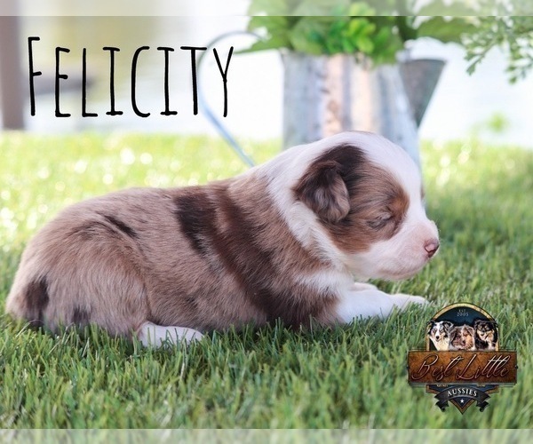 Medium Photo #21 Miniature Australian Shepherd Puppy For Sale in GRANBURY, TX, USA