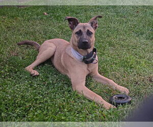 Palletie - Female Black Mouth Cur-German Shepherd Dog Mix Dog for Adoption - Photo #2