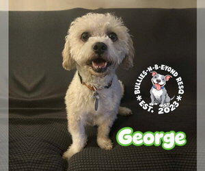 George - Male Mutt Dog for Adoption - Photo #6
