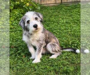 Mutt Dogs for adoption in Aurora, IN, USA