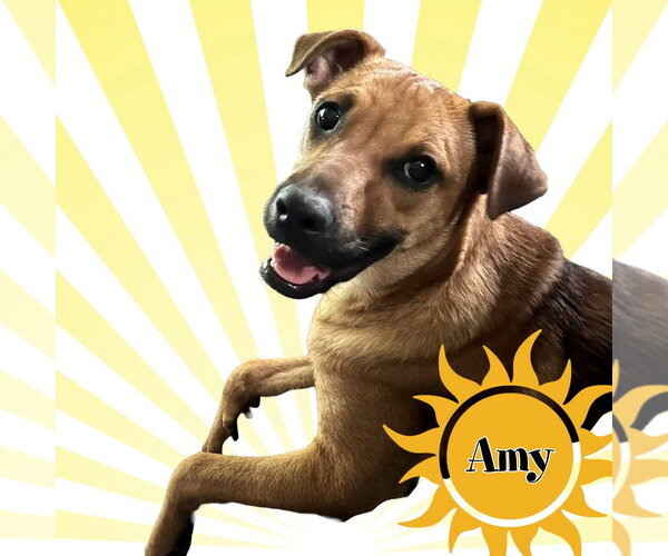 Medium Photo #7 Mountain Cur-Unknown Mix Puppy For Sale in Mount Laurel, NJ, USA