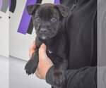 Small #3 Mutt