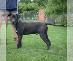 Small #4 American Staffordshire Terrier Mix