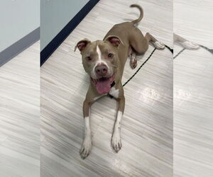 Mutt Dogs for adoption in Derwood, MD, USA