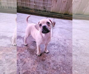 Pug-Unknown Mix Dogs for adoption in Sequim, WA, USA