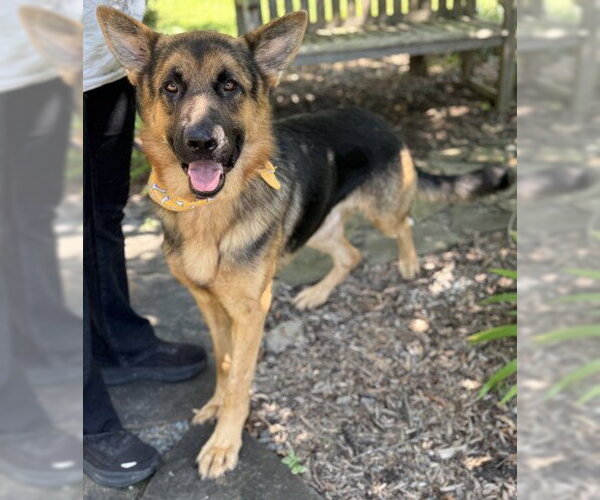 Medium Photo #1 German Shepherd Dog-Unknown Mix Puppy For Sale in Warrenton, VA, USA