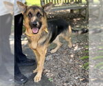 Small German Shepherd Dog Mix