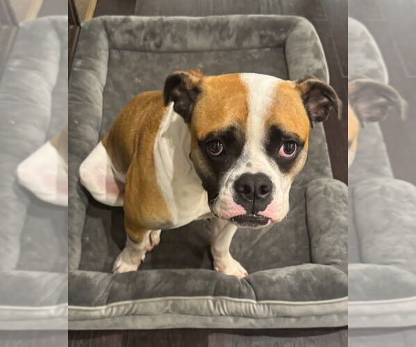 Medium Photo #2 Boxer Puppy For Sale in Austin, TX, USA