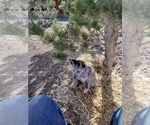 Small Photo #11 Australian Cattle Dog Puppy For Sale in BREWSTER, CO, USA