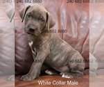 Puppy White Collar Ma Cane Corso