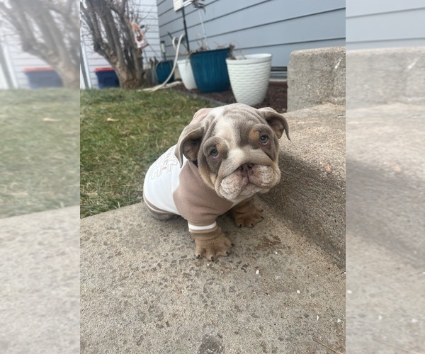 Medium Photo #1 Bulldog Puppy For Sale in BROOMFIELD, CO, USA