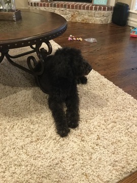 Medium Photo #1 Labradoodle-Poodle (Standard) Mix Puppy For Sale in OWASSO, OK, USA