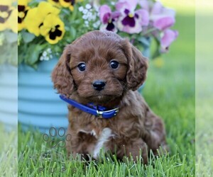 Cavapoo (Miniature) Puppy for Sale in QUARRYVILLE, Pennsylvania USA