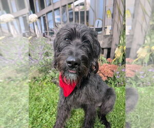 Labrador Retriever-Unknown Mix Dogs for adoption in Minneapolis, MN, USA