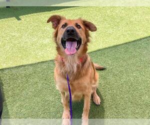 German Shepherd Dog-Unknown Mix Dogs for adoption in Orange, CA, USA