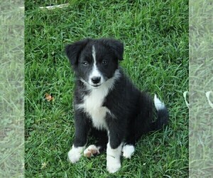 Border Collie-Miniature Australian Shepherd Mix Dog for Adoption in MYERSTOWN, Pennsylvania USA