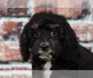 Cocker Spaniel-Poodle (Miniature) Mix Puppy for sale in BEL AIR, MD, USA