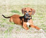 Small Photo #7 Boxer-Unknown Mix Puppy For Sale in McKinney, TX, USA