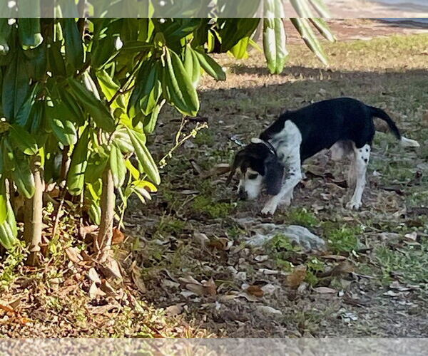 Medium Photo #3 Beagle Puppy For Sale in Tampa, FL, USA