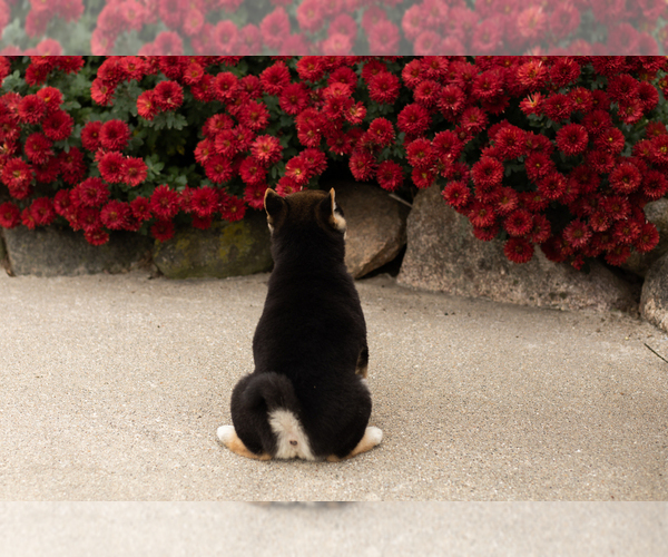 Medium Photo #5 Shiba Inu Puppy For Sale in MILLERSBURG, IN, USA